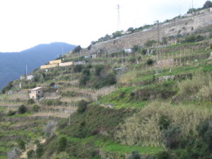 The Terraced Hills of Cinque Terre