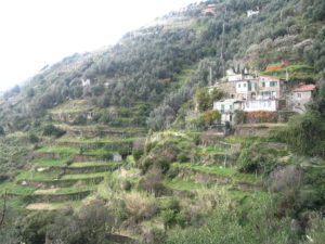 The Terraced Hills of Cinque Terre with House
